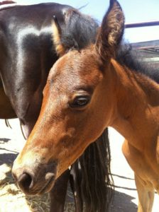 Doğafen Anaokulu kreş