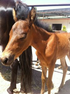 Doğafen Anaokulu kreş