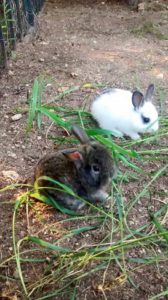 Doğafen Anaokulu kreş