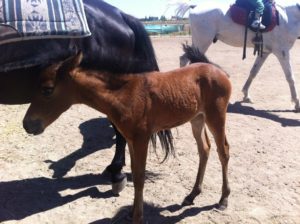 Doğafen Anaokulu kreş