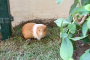 Doğafen Anaokulu ve Kreş Bahçelievler ve İncek